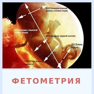 Беременность по неделям: развитие плода и ощущения будущей мамы - Статьи о  детском питании от педиатров и экспертов МАМАКО