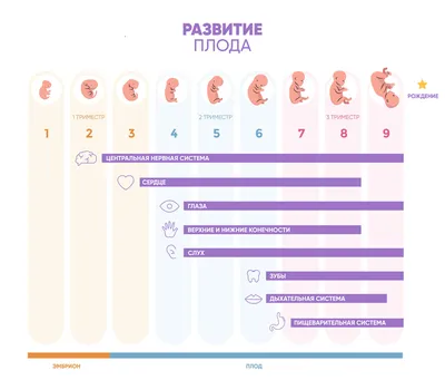 Развитие плода по неделям беременности: вес, рост, расположение, этапы