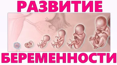 УЗИ при беременности - на каких сроках делают плановые УЗИ беременным