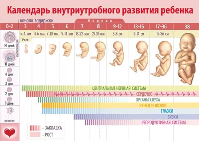 Чем занимается ребенок, пока находится у мамы в животе | (812) 337-12-12