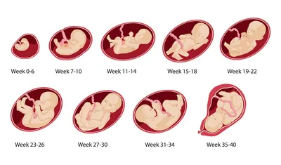 8-й месяц беременности: изменения в женском организме и развитие плода по  неделям – в картинках - agulife.ru