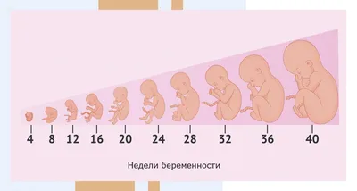 Развитие ребенка в утробе матери по неделям в картинках фотографии