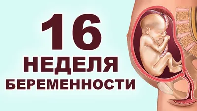 Чем занимается ребенок, пока находится у мамы в животе | (812) 337-12-12