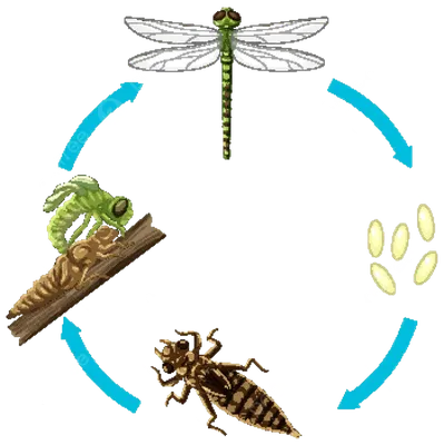 Рисуем насекомых