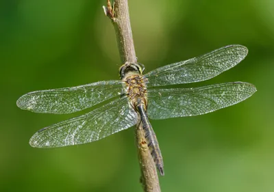 Orthetrum cancellatum - Стрекозы Беларуси (Odonata of Belarus)