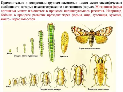 НАСЕКОМЫЕ для ДЕТЕЙ. Энциклопедия для малышей. Развивающие мультики про  насекомых для детей - YouTube