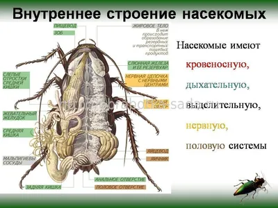 Энтомология»: фото, видео, коллекция «Настоящие насекомые» | Де Агостини