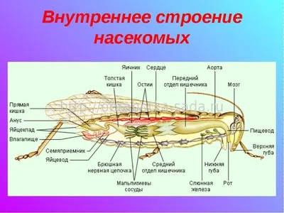 План строения насекомых / Курс / Энтомология