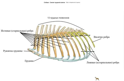 Грудная клетка собаки. | DianaFriendDog | Дзен