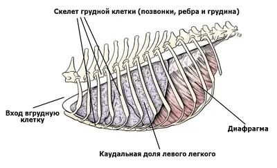 Скелет собаки - Умные каталоги ValiCat