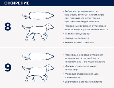 Пневмоторакс у собак и кошек - Ветеринарная хирургия