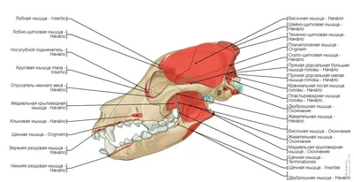 Скелет собаки: иллюстрации: нормальная анатомия | vet-Anatomy