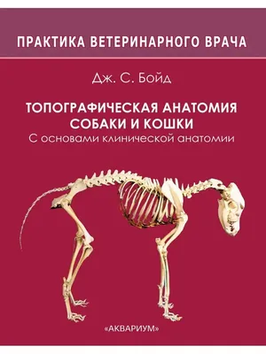 На Черемушках бойцовская собака на улице загрызла шпица (фото) | Новости  Одессы