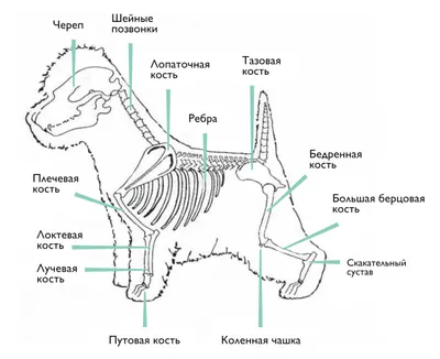 Cобаки миология: нормальная анатомия | vet-Anatomy