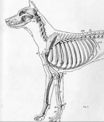 Скелет собаки | Dog Skeletal Anatomy | Anatomie du chat, Anatomie du chien,  Animaux