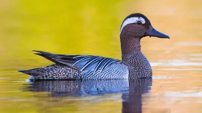 Водоплавающие птицы Москвы