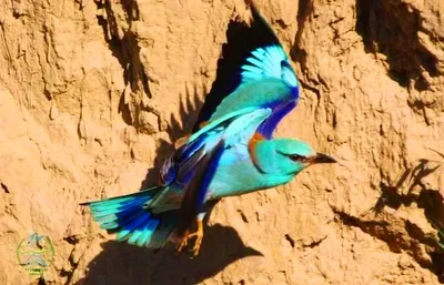 🦜Невероятные редкие птицы в мире , сделают этот вторник отличным днём с  прекрасным настроением! | Жанна Аттар | Дзен