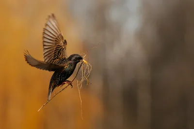 🦅Самые красивые, редкие птицы в мире , поднимут нам настроение в этот  четверг! | Жанна Аттар | Дзен