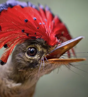 🦜Невероятные редкие птицы в мире , сделают этот вторник отличным днём с  прекрасным настроением! | Жанна Аттар | Дзен