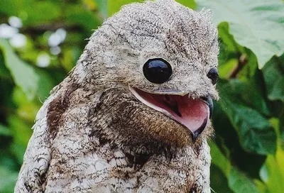 🦜Самые красивые и редкие райские птицы в мире, подарят нам в этот  праздничный день ,хорошее настроение на целый день! | Жанна Аттар | Дзен