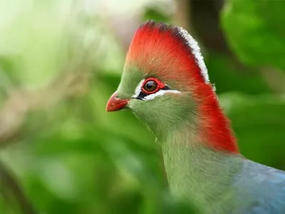 В ожидании редких моментов встречи с дикими птицами Вьетнама - Vietnam.vn