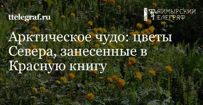 Народная газета Сочи - В Сочинском нацпарке обнаружили редчайшее растение в  России В труднодоступных скалистых местах сохранились редкие краснокнижные  растения. В частности, речь идет об уникальном растении «молочай  миртолистный» (Euphorbia myrsinites L.).