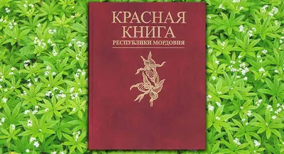 Арктическое чудо: цветы Севера, занесенные в Красную книгу