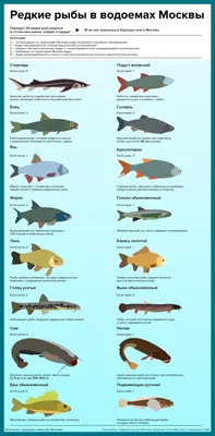 Редкие рыбы в водоемах Москвы - Агентство городских новостей «Москва» -  информационное агентство