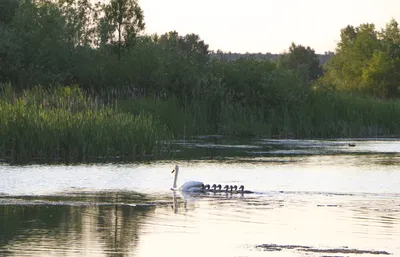 В Курской области уже очистили более 13 километров реки Сейм