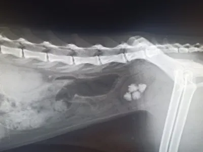 Пневмоторакс у собак, Pneumothorax, лечение