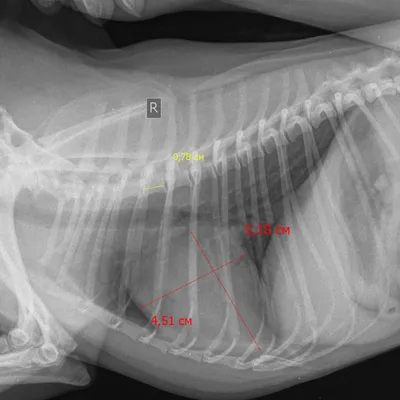 Рентгеновские снимки собаки: нормальная анатомия | vet-Anatomy