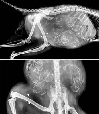Рентген беременной собаки | Пикабу