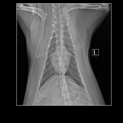 Рентген грудной клетки собаки, бесплатная консультация ветеринара - вопрос  задан пользователем Олеся Агеева про питомца: None