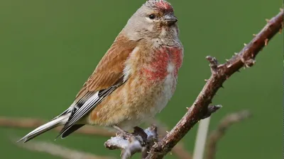 Коноплянка (реполов) Acanthis cannabina Common Linnet