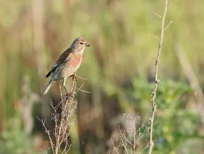 Коноплянка - Реполов. (Carduelis cannabina) أصوات الطيور - YouTube