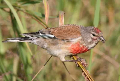 Коноплянка или реполов (Carduelis cannabina)