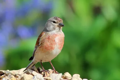 Коноплянка или реполов (Carduelis cannabina)