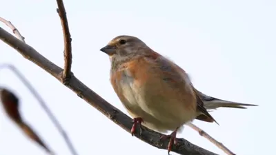 Коноплянка (реполов) Acanthis cannabina Common Linnet