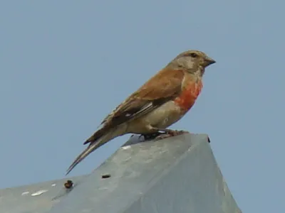 Коноплянка или реполов (Carduelis cannabina)