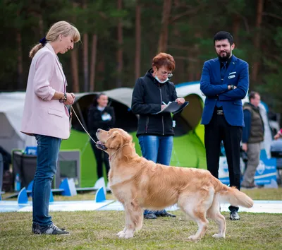 Золотистый ретривер: описание 🐕 породы, характер, фото - Гульдог