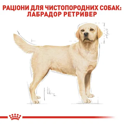 Корм для взрослых собак породы лабрадор-ретривер, Royal Canin Labrador  Retriever Adult купить с доставкой в интернет-магазине зоогастроном.ру