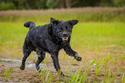 Купить Golden Retriever Adult - Корм для взрослых собак породы золотистый  ретривер \"Роял Канин Голден Ретривер Эдалт\" в зоомагазине ПоводОК.