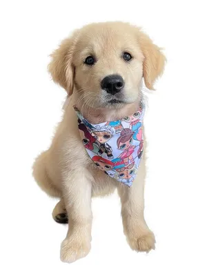 Корм для взрослых собак ROYAL CANIN GOLDEN RETRIEVER ADULT 12.0 кг ᐉ купить  в Днепре, Киеве, Украине ≡ Цена, Отзывы || Сытая морда