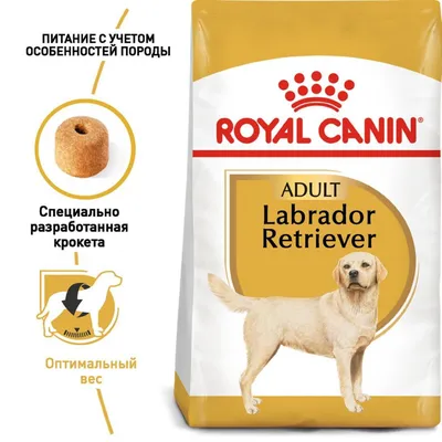 Лабрадор-ретривер: фото, описание породы, характер | Royal Canin