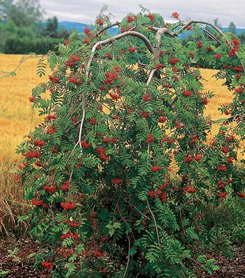 Купить Рябина плакучая Sorbus aucuparia Pendula - в питомнике Флорини