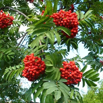 Рябина обыкновенная \"Аспленифолия\" Sorbus aucuparia\" Asplenifolia\" купить в  Москве саженцы из питомника Greenpoint24