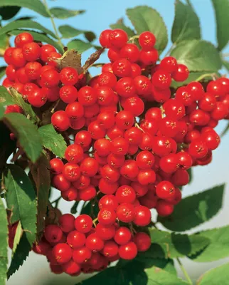 рябина - Mountain Ash berries with first snow | Mountain Ash… | Flickr