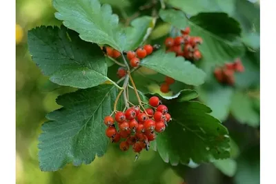 https://zakazvsad.ru/product/ryabina-obyknovennaya-alaya-krupnaya-sorbus-aucuparia-alaya/