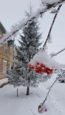 Ветка рябины в снегу (83 фото)