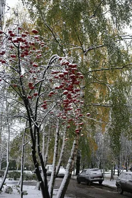 Зимняя рябина | Рябина, Пейзажи, Зима